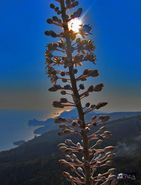 scilla controluce.JPG